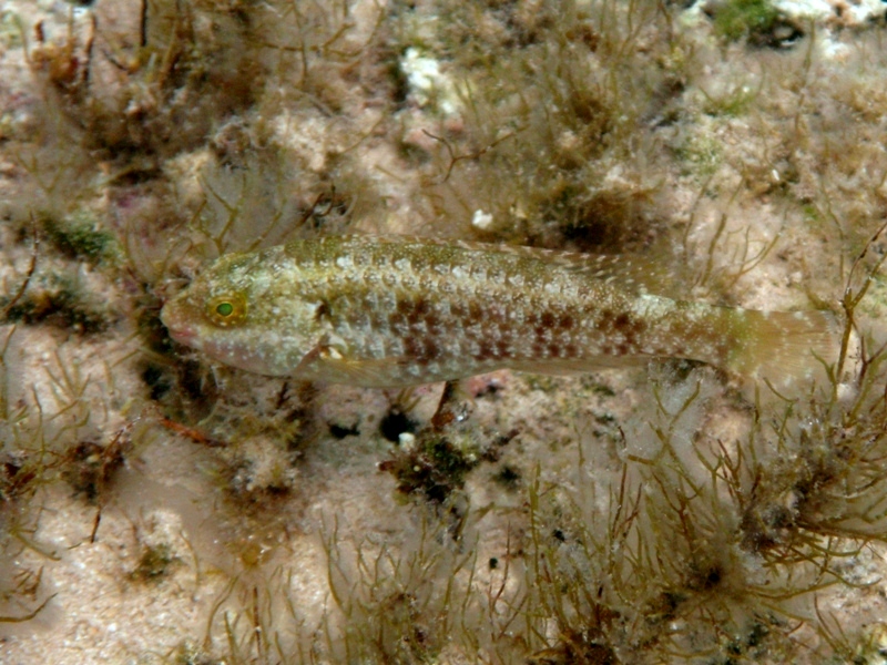 Giovanili di Sparisoma cretense